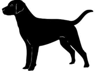  Dogs_ Labrador Retriever_ 1 3 6_ V A 1 Decal Proportional