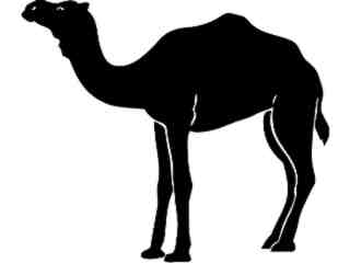  Domestic Animals_ Camel_ P A 1 Decal Proportional