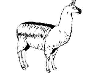  Domestic Animals_ Llama T G_ P A 1 Decal Proportional