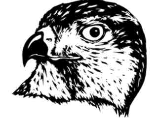  Falcon Head_ M B 1_ D T L Decal Proportional