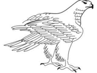  Falcon_ 1 7 7_ D T L Decal Proportional