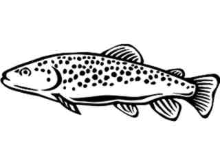  Fish_ Brown Trout_ P A 1 Decal Proportional