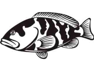  Fish_ Grouper_ P A 1 Decal Proportional