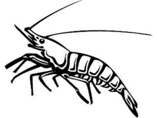  Fish_ Shrimp_ P A 1 Decal Proportional