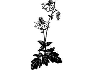  Flowers_ Columbine_ 1 5 5_ V A 1 Decal Proportional