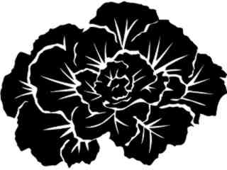  Flowers_ Flowering Cabbage_ 1 5 6_ V A 1 Decal Proportional