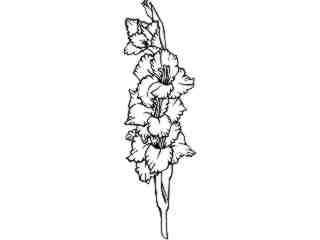  Flowers_ Gladiolus_ 1 5 9_ V A 1 Decal Proportional
