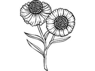  Flowers_ Helenium_ 1 5 9_ V A 1 Decal Proportional
