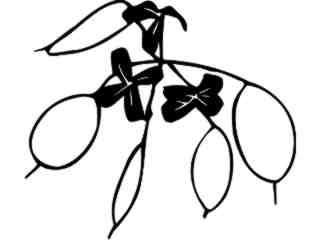  Flowers_ Honesty_ 1 5 6_ V A 1 Decal Proportional
