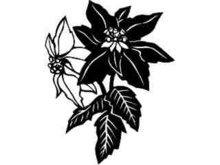  Flowers_ Poinsettia_ 1 5 5_ V A 1 Decal Proportional