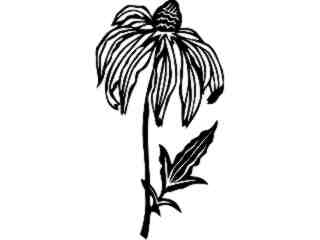  Flowers_ Rudbeckia_ 1 5 6_ V A 1 Decal Proportional