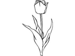  Flowers_ Tulip_ 1 5 9_ V A 1 Decal Proportional