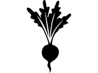  Fruits Vegtables_ Beet_ 1 6 2_ V A 1 Decal Proportional