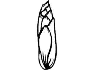  Fruits Vegtables_ Endive_ 1 6 2_ V A 1 Decal Proportional