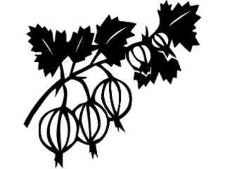  Fruits Vegtables_ Gooseberries_ 1 6 1_ V A 1 Decal Proportional