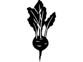  Fruits Vegtables_ Kolrabi_ 1 6 2_ V A 1 Decal Proportional