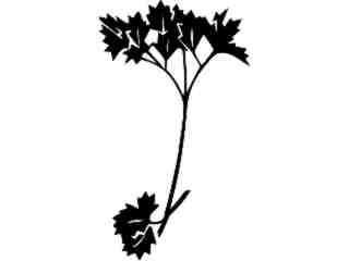  Fruits Vegtables_ Parsley_ 1 6 1_ V A 1 Decal Proportional