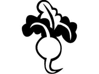  Fruits Vegtables_ Radish_ 1 6 2_ V A 1 Decal Proportional