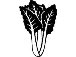  Fruits Vegtables_ Swiss Chard_ 1 6 2_ V A 1 Decal Proportional