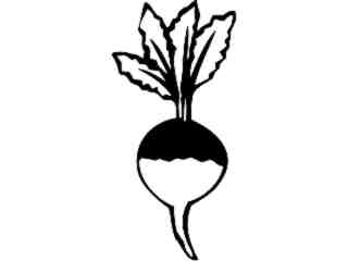  Fruits Vegtables_ Turnip_ 1 6 2_ V A 1 Decal Proportional