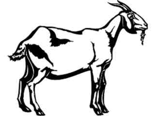  Goat_ 1 3 8_ V A 1 Decal Proportional