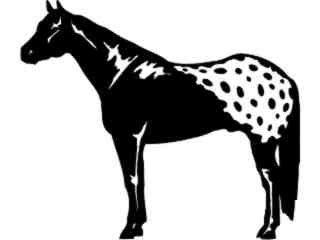  Horse Appaloosa_ 1 4 3_ V A 1 Decal Proportional
