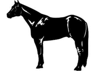  Horse Quarter_ 1 4 3_ V A 1 Decal Proportional