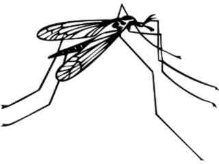  Insects_ Crane Fly_ 1 4 4_ V A 1 Decal Proportional