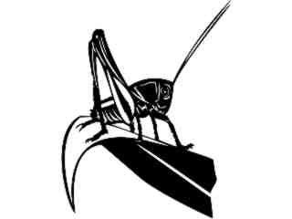  Insects_ Grasshopper_ 1 4 4_ V A 1 Decal Proportional