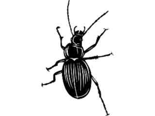  Insects_ Ground Beetle_ 1 4 4_ V A 1 Decal Proportional