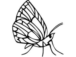  Insects_ Lycaenid_ 1 4 4_ V A 1 Decal Proportional