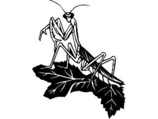 Insects_ Praying Mantis_ 1 4 4_ V A 1 Decal Proportional