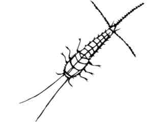  Insects_ Silverfish_ 1 4 4_ V A 1 Decal Proportional