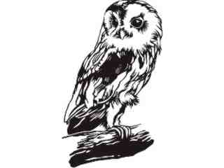  Owl Beauty_ D T L Decal Proportional