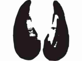  Paw Prints_ 3 3 Decal Proportional