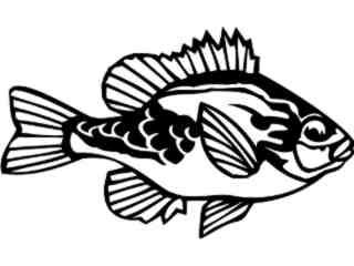  Pumpkin Seed Fish_ 1 4 1_ V A 1 Decal Proportional