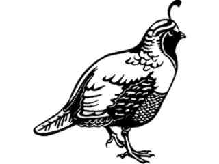  Quail_ 1 3 8_ V A 1 Decal Proportional