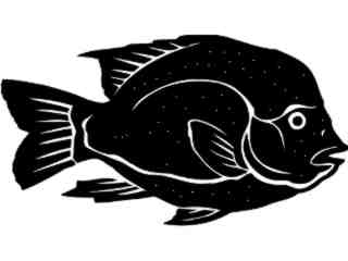  Rio Grande Cichlid Fish_ 1 4 1_ V A 1 Decal Proportional