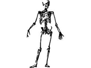  Skeleton Standing Decal Proportional