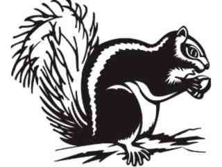  Squirrel Decal Proportional