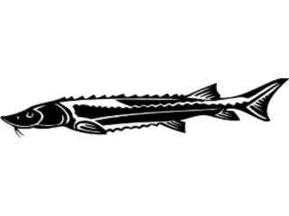  Sturgeon Fish_ 1 4 1_ V A 1 Decal Proportional