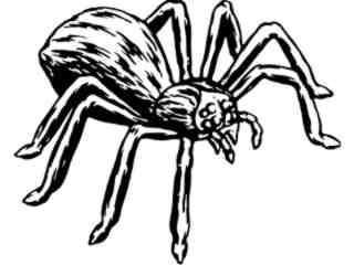  Tarantula Hairy Spider Decal Proportional