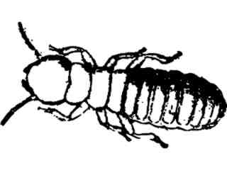  Termite Decal Proportional