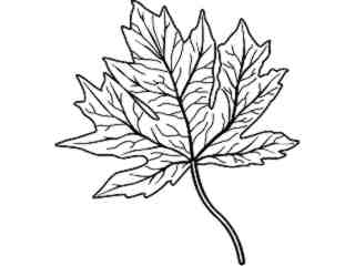  Trees Flowers_ Maple Leaf T G_ P A 1 Decal Proportional