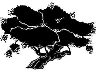  Trees_ California Oak_ 1 5 8_ V A 1 Decal Proportional