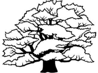  Trees_ Common Oak_ 1 5 8_ V A 1 Decal Proportional