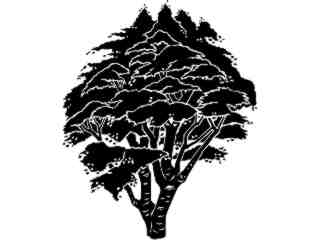  Trees_ Maple_ 1 5 8_ V A 1 Decal Proportional