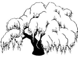  Trees_ Willow_ 1 5 8_ V A 1 Decal Proportional