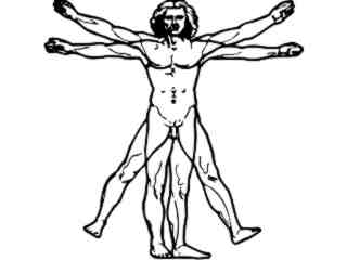  Vitruvian Man Decal Proportional