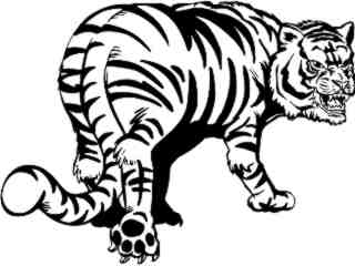  Wild Animals_ Tiger M G_ P A 1_ D T L Decal Proportional